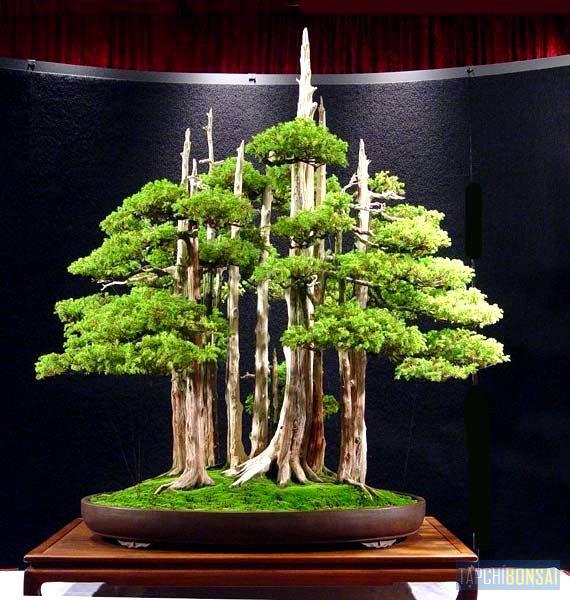 Bonsai, cây cảnh nghệ thuật, cay canh nghe thuat, cây thế, cay the, triển lãm cây cảnh nghệ thuật, trien lam cay canh nghe thuat